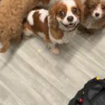 cavapoo