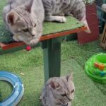 2 Female Silver Spotted Bengals