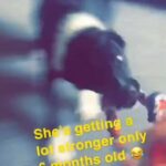 Small dog/puppy wanted £1000 max