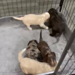 stunning chocolate merl cockapoos 2 merl girls available