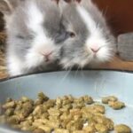 baby lionheads