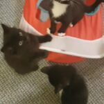 4 amazing kittens. 4 boys