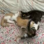 kittens for sale