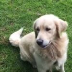 beautiful golden retriever good champion line