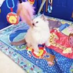 Beautiful ragdoll kitten for sale