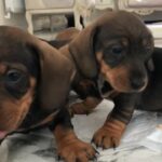 dachshund puppies for sale