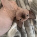 beautiful Sphynx babies