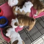 Available Bulldog Puppies ? Text or call ? 07537129645