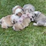 English Bulldog Puppies ? New Litters