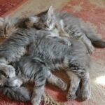 beautiful siberian kittens