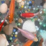 Biggest Goldfish 8 to 11” cheap price in London