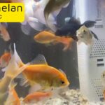 Gold fish cheap price
