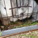 Rabbits