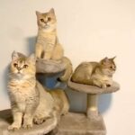 golden shade British short hair kitten