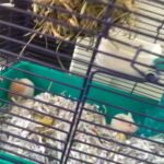 baby fluffy Syrian hamsters