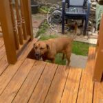 Dog Sitting
