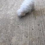 adorable puppy