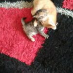 tabby kittens