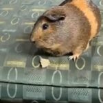 guinea pig