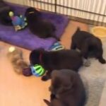 Adorable Chocolate Labrador Pups - KC Reg