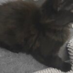 Beautiful fluffy boy, litter trained and vaccinated