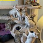 Purebred Bengal Kittens