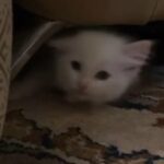 Purebred Ragdoll Kittens, available in London