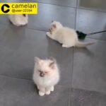 welcoming Ragdoll kittens for sale