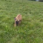 French Bulldog Female