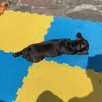 French Bulldog male and female in London