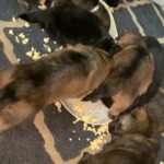 German shepherds puppies