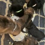 German shepherd pups