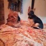 £1500 each 2 chorkie males for sale