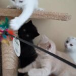 Scottish Fold kittens