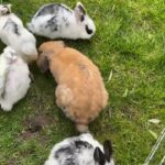 Bunnies