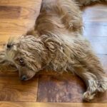 Female Cocker Spaniel