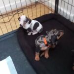 Miniature Dachshund puppies ready to go