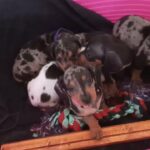 miniature Dachshund