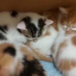 kitten