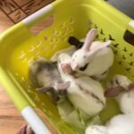 beautiful bunny’s looking for new house