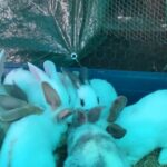baby bunny’s looking for a forever home