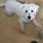 teddy