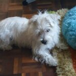 Mr teddy
