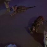 STUNNING TICA REGISTERED BENGAL KITTENS