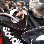 lovely  kittens