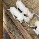 3 saluki puppies for sale
