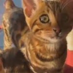 stunning bengal kittens x