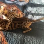 stunning Bengal kittens x
