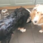 rough collie
