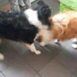 ROUGH COLLIE